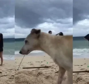 Cachorro vira-lata caramelo interrompe pedido de casamento com atitude inusitada