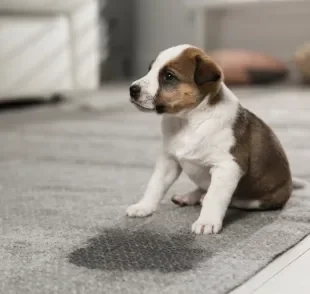 Xixi de cachorro: veja algumas dicas de como ensinar o cachorro a urinar no lugar certo 