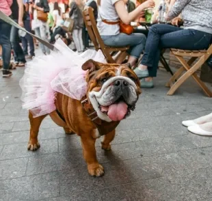 Carnaval pet: que tal curtir a folia com seu cachorro ou gato?