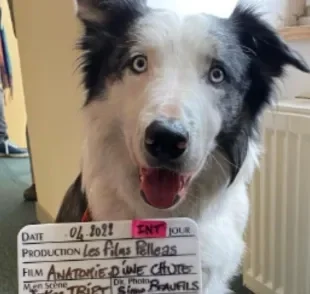 Border Collie Messi interpretou o cachorro Snoop no filme "Anatomia de uma Queda", que concorre ao Oscar 2024 (Crédito: Instagram/@lauuramartin_contini)