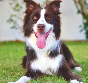 O Border Collie é o cachorro mais inteligente do mundo e tem várias curiosidades interessantes