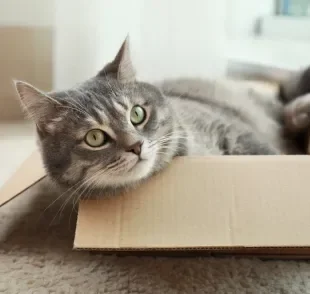 Caixa de papelão para gatos pode render um brinquedo bem divertido