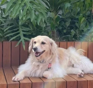 A Meg é uma cachorrinha que sofreu com paralisia nas pernas, mas voltou a andar (Foto: Arquivo Pessoal)