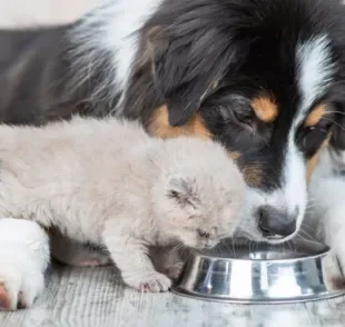 Gato e cachorro tem dengue? Entenda se a doença afeta os pets e como o pote de água deve ser cuidado