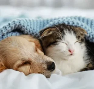Gato e cachorro sonha, e podem até ter pesadelos! Descubra o que aparece no sonho desses animais