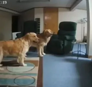 A câmera pet funciona como um BBB de cachorros (Créditos: Instagram/@retrieverpuppies)
