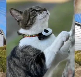 A coleira com câmera para gatos permite acompanhar a perspectiva dos bichanos no dia a dia (Créditos: Instagram/@mr.kitters.the.cat)