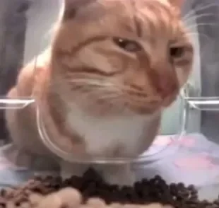 Comedouro automático para gatos com câmera registra reações engraçadas dos bichanos