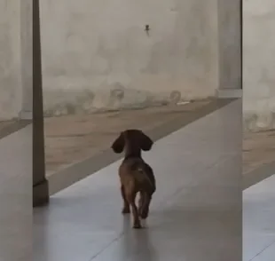 Dachshund em uma missão impossível: capturar uma lagartixa (Créditos: TikTok/@vitordiorio)