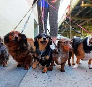 Mais de 150 Dachshund se encontram em um grande evento voltado para a raça em São Paulo