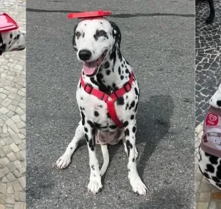 A Dálmata Florzinha se fantasiou de sorvete de flocos no Carnaval pet (Créditos: Instagram/@florzinham1)