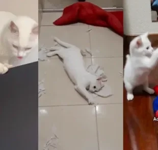  Gato branco apocalíptico mostra que não é tão calmo quanto tutora pensava ele seria