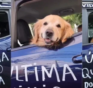 O Golden Retriever Buda comemora o fim da quimioterapia em cachorro (Créditos: Instagram/@vidadebuda)