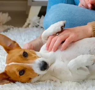 A hepatomegalia em cães é um sintoma em que ocorre aumento do volume do fígado