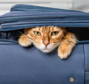 O hotel para gatos ou o serviço de cat sitter podem ser muito úteis em viagens