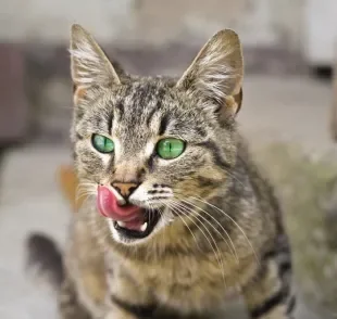  A língua do gato tem várias funções importantes para a rotina do felino