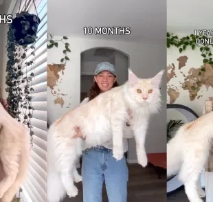 Gato Maine Coon viraliza por seu tamanho enorme com apenas 3 meses de vida