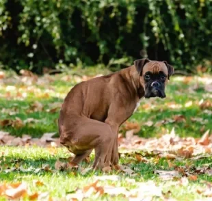 O que significa quando o cachorro fica girando? Comportamento tem explicação científica!