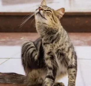 A pulga de gato é um problema mais comum que se imagina, por isso é importante saber prevenir