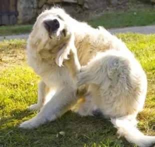 Tanto a pulga quanto o carrapato em cachorro precisa de maior atenção no verão