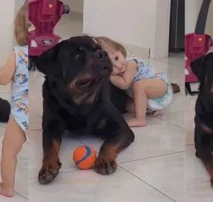 O Rottweiler Tito aprende a brincar de bolinha com Tatá, sua nova irmãzinha humana