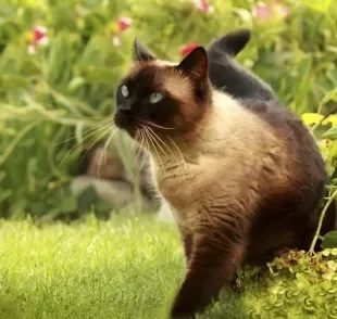 O gato Siamês é muito ativo, comunicativo e com várias qualidades que buscamos em um bichano