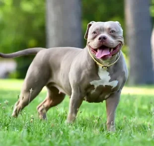 O American Bully é um cachorro que parece Pitbull, mas ele tem suas próprias características