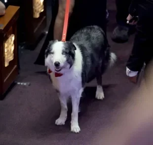 Border Collie de Anatomia de uma Queda teve participação polêmica no Oscar 2024