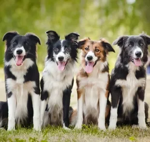 O Border Collie é conhecido por ser a raça mais inteligente do mundo