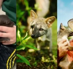 Cachorro selvagem é confundido com cão doméstico e é resgatado após ser encontrado machucado