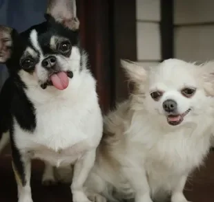 Chihuahua: pequeno, valente como um lobo, amável e muito protetor. Conheça mais esse cãozinho cheio de personalidade!