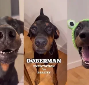 Cowboy é um Doberman fora dos padrões (Créditos: Instagram/ @honkifyoulovemydog) 