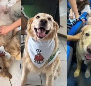 Conheça Zee, o Golden Retriever que é sensação em faculdade do Rio Grande do Sul (Créditos: Instagram/ @zeeodog)