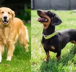 O Golden Dox é um cachorro com as características das raças Golden Retriever e Dachshund