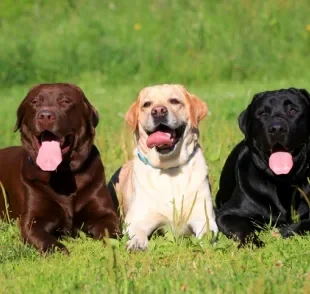 O Labrador tem como principal característica o companheirismo