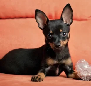 Existem diferentes tamanhos de Pinscher que servem para estabelecer altura e peso máximo da raça