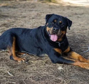 O Rottweiler é um cachorro que tem cara de mal, mas com o coração mole