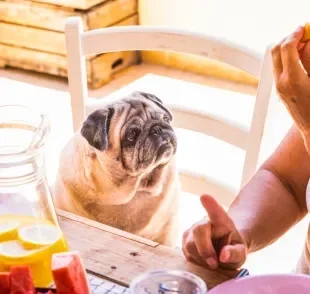  Saiba quais são os alimentos que cachorro não pode comer mesmo que ele faça aquela carinha de pidão. 