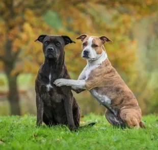 Staffordshire Terrier: saiba tudo sobre essa raça de cachorro famosa por sua lealdade