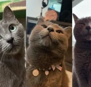  Pink era uma gata de apartamento que não curtiu nada sua mudança pra roça (Créditos: TikTok/ @rai.gabbriela) 