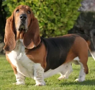 O cachorro Basset é incrivelmente calmo, dócil e amoroso. Saiba mais sobre esta raça e se apaixone!