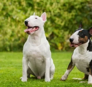 Bull Terrier: conheça mais sobre esse animal forte e carinhoso!