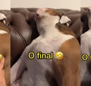 O cachorro Bulldog parecia estar dormindo, mas era só encenação (Créditos: Instagram/esteta_gabrielamelo)