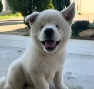 Conheça Julinho, o cachorro cego que encanta os seguidores na internet (Créditos: Instagram/ @julinhoakita)