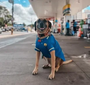 Cachorro frentista ganha festa para comemorar 3 anos de adoção  (Créditos: Instagram/ @matueofrentista)