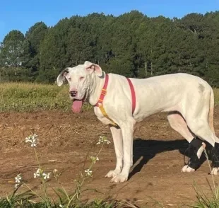 Áquira é um cachorro gigante idoso da raça Dogue Alemão (Créditos: Instagram/ @aquira_e_lebron)