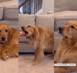 Tutor de Golden Retriever faz pegadinha para testar resistência de cachorro (Créditos: Instagram/ @aguyandagoldenn)