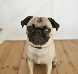 O cachorro triste expressa seus sentimentos de diferentes maneiras