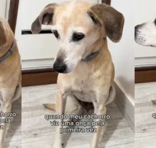 Um cachorro caramelo parecia ter visto uma onça, mas a realidade era outra (Créditos: Instagram/@pocaliada)