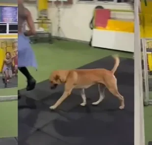 O cachorro caramelo fez sucesso na academia onde fez aula de dança (Créditos: TikTok/@joycelima557)